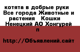 котята в добрые руки - Все города Животные и растения » Кошки   . Ненецкий АО,Хонгурей п.